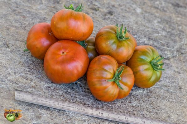 AMBROSIA GIANT