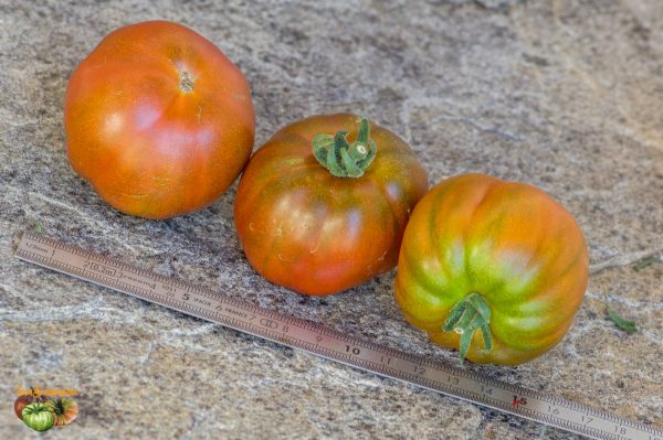 AMBROSIA GIANT – Image 3
