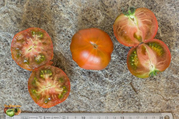 AMBROSIA GIANT – Image 4
