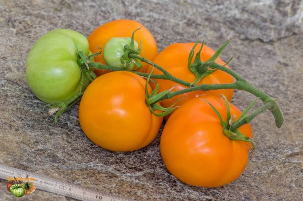BELARUS ORANGE – Image 4
