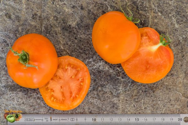 BELARUS ORANGE – Image 6
