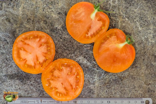 BELARUS ORANGE – Image 7