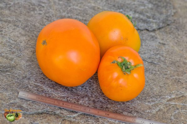BELARUS ORANGE – Image 3