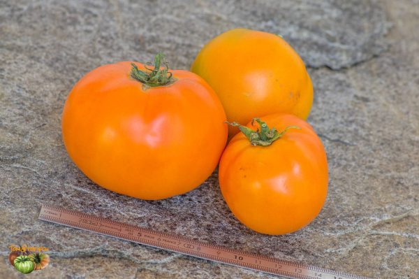 BELARUS ORANGE