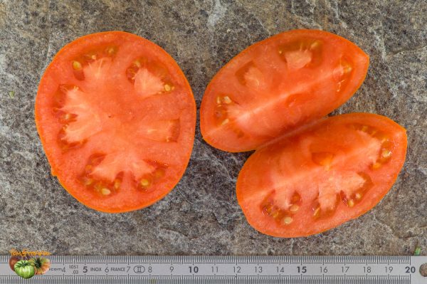 BELARUS ORANGE – Image 9