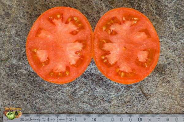BELARUS ORANGE – Image 8