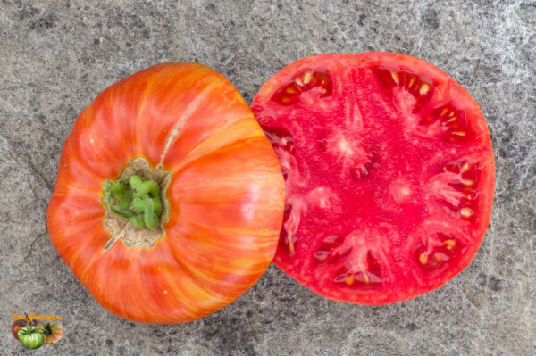 cherokee tiger large red dwarf