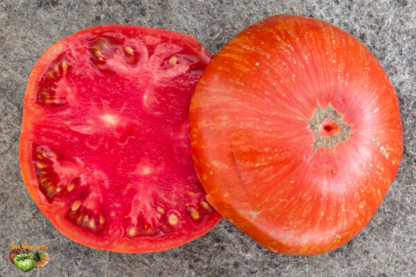 cherokee tiger large red dwarf