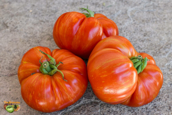cherokee tiger large red dwarf