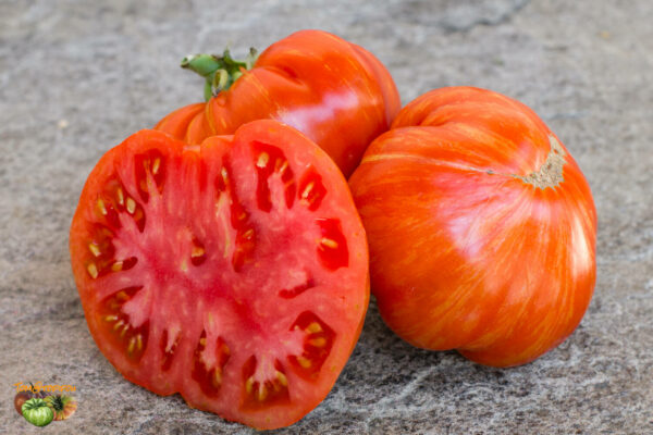 cherokee tiger large red dwarf