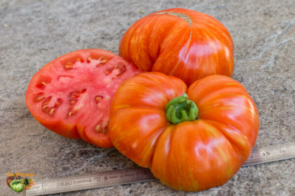cherokee tiger large red dwarf