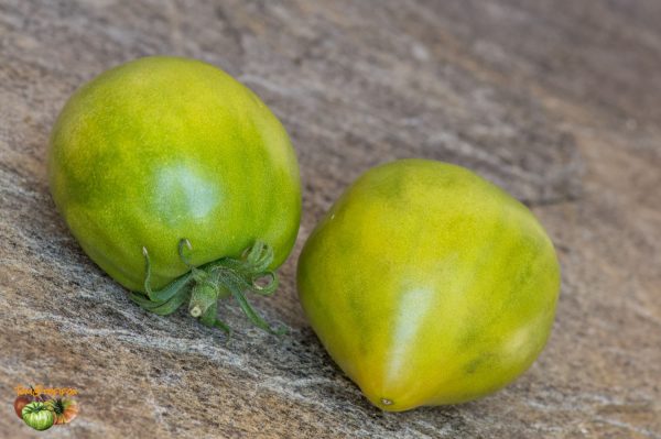REINHARD'S GREEN HEART – Image 3
