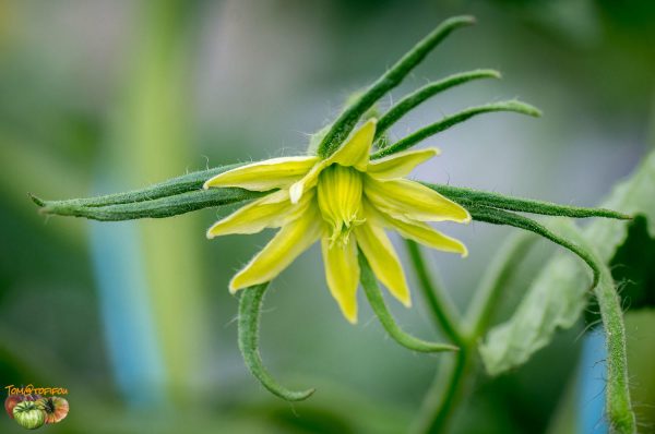 REINHARD'S GREEN HEART – Image 8