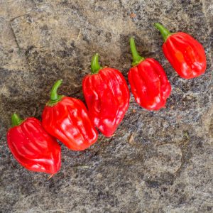AJI UMBA RED