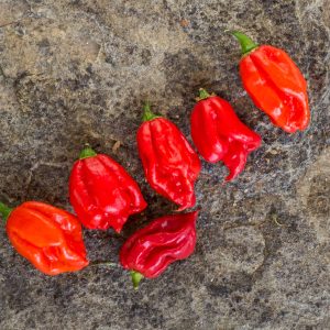 carolina reaper