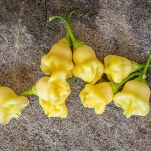 AJI WHITE FANTAISY