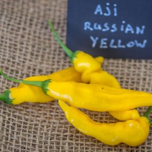 AJI RUSSIAN YELLOW