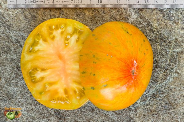 BIG ORANGE STRIPE – Image 9