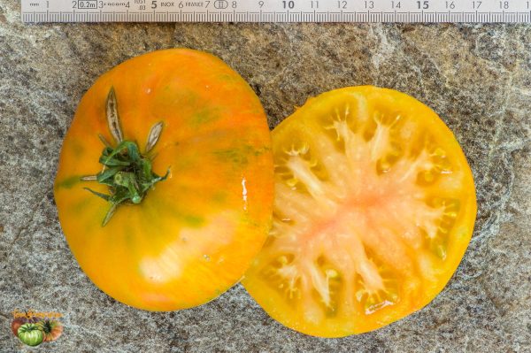 BIG ORANGE STRIPE – Image 6