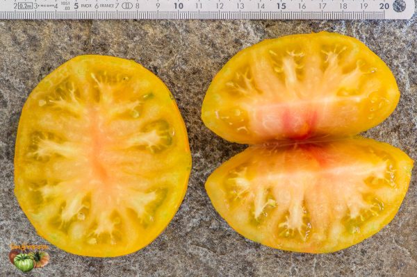 BIG ORANGE STRIPE – Image 7