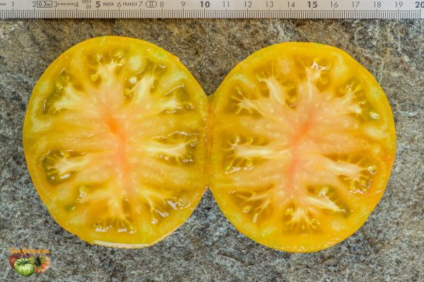BIG ORANGE STRIPE – Image 8
