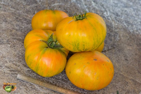 BIG ORANGE STRIPE – Image 4
