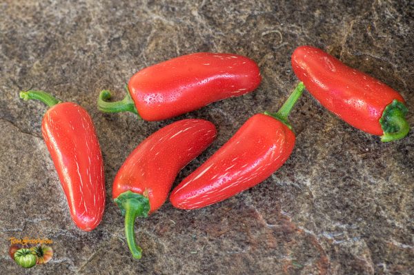BIKER BILL'S JALAPENO – Image 3