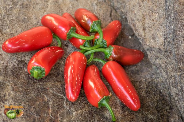 BIKER BILL'S JALAPENO