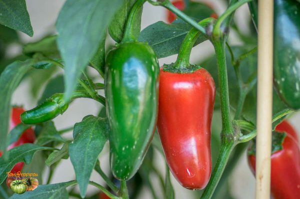 BIKER BILL'S JALAPENO – Image 6
