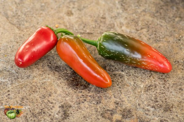BIKER BILL'S JALAPENO – Image 4