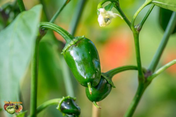 BIKER BILL'S JALAPENO – Image 7