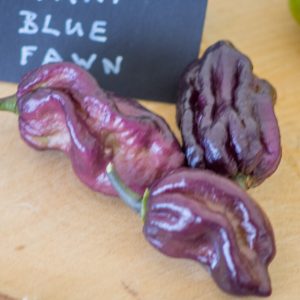 yaki blue fawn piment 11 septembre 2016