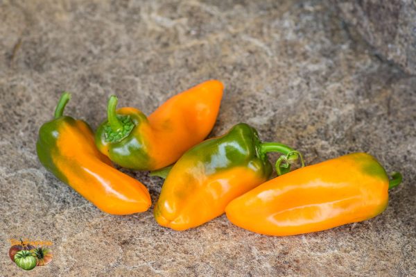 YUMMY SWEET PEPPER – Image 4