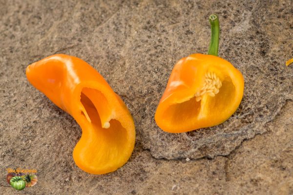 YUMMY SWEET PEPPER – Image 7