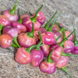 CHEIRO ROXA