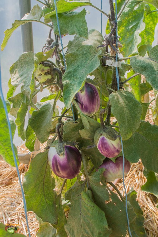 ROTONDA BIANCA SFUMATA DI ROSA – Image 6