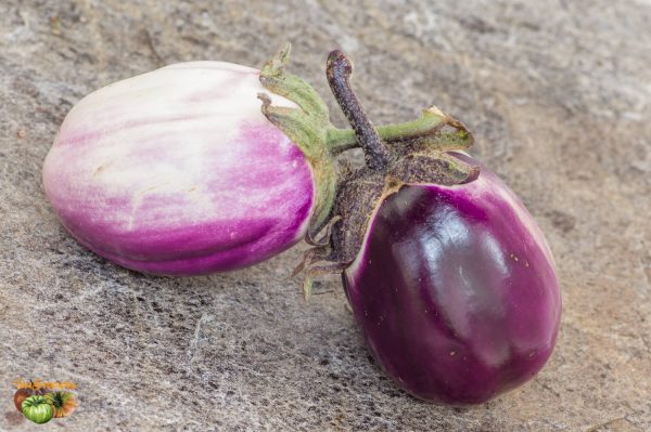 ROTONDA BIANCA SFUMATA DI ROSA – Image 4