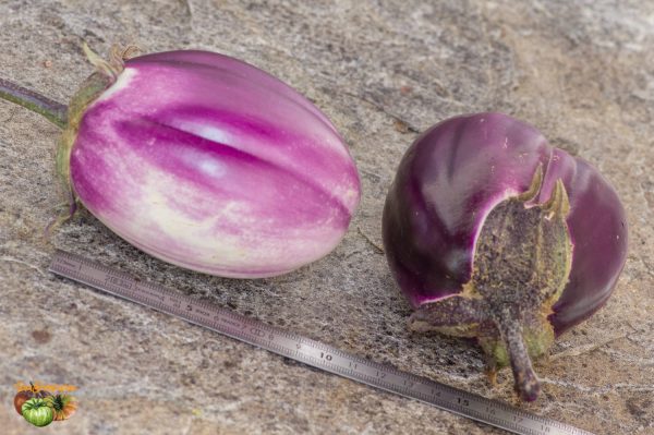 ROTONDA BIANCA SFUMATA DI ROSA – Image 3