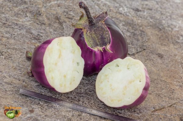 ROTONDA BIANCA SFUMATA DI ROSA