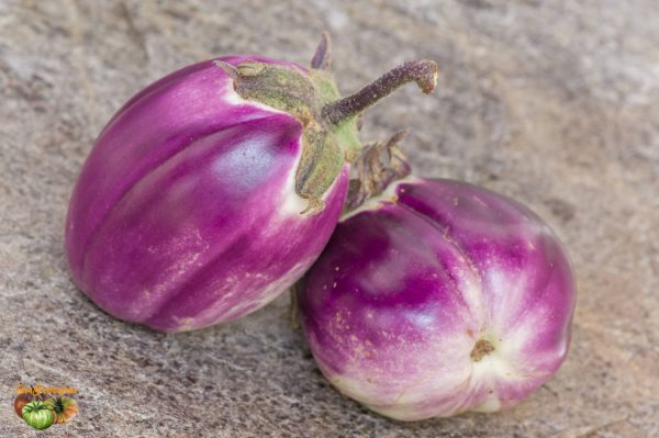 ROTONDA BIANCA SFUMATA DI ROSA – Image 5