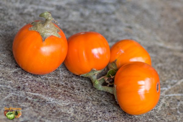 TURKISH ORANGE