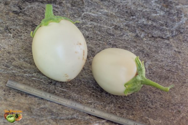JAPANESE WHITE EGG – Image 3