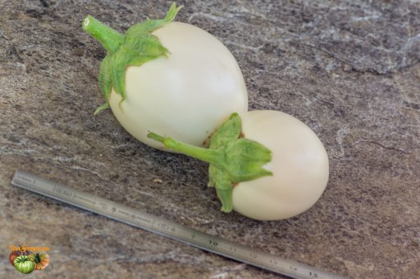 JAPANESE WHITE EGG