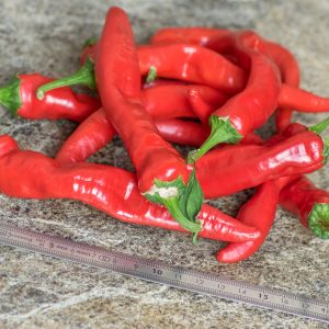 sweet pepper melrose 17 octobre 2018
