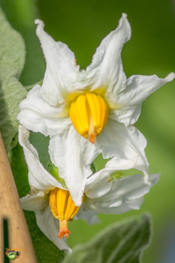 TURKISH ORANGE – Image 4