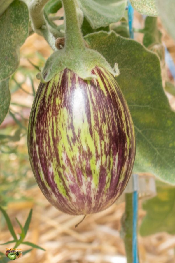 UDMALBET - UDUMALAPET – Image 3
