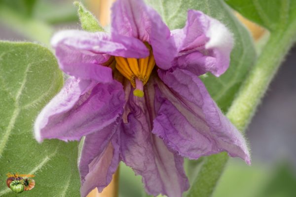 UDMALBET - UDUMALAPET – Image 4