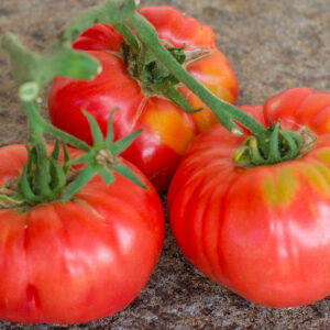 albany georgia heirloom