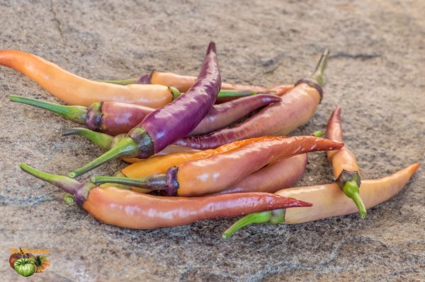 BUENA MULATA – Image 4