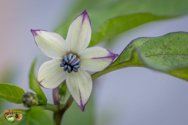 BUENA MULATA – Image 6